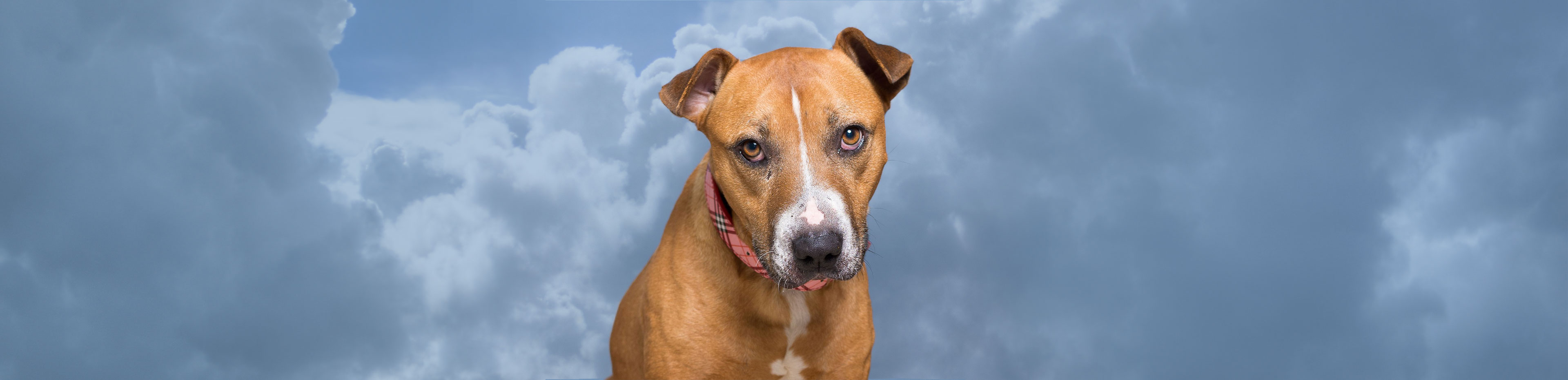 RSPCA rescued pooch representing the storm phobia blog article